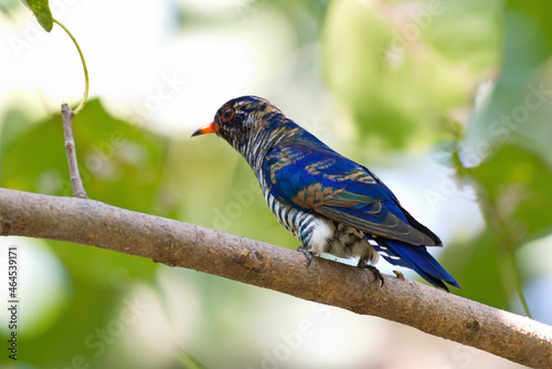 cuckoo birds perching and feeding photo