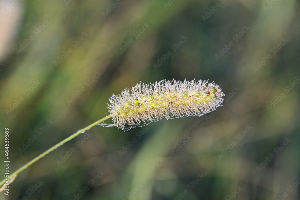 Fototapeta premium Frost on Foxtail Grass