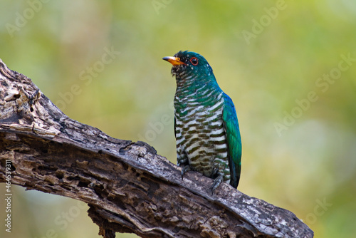 cuckoo birds perching and feeding photo