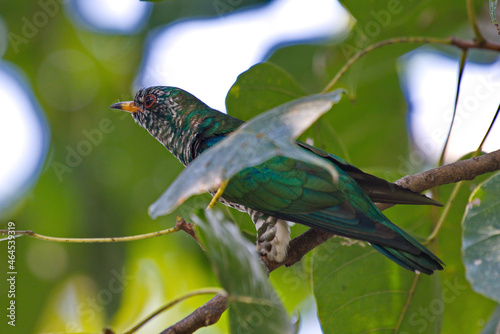 cuckoo birds perching and feeding photo