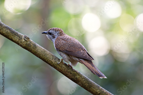 cuckoo birds perching and feeding photo