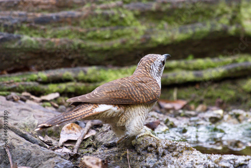 cuckoo birds perching and feeding photo