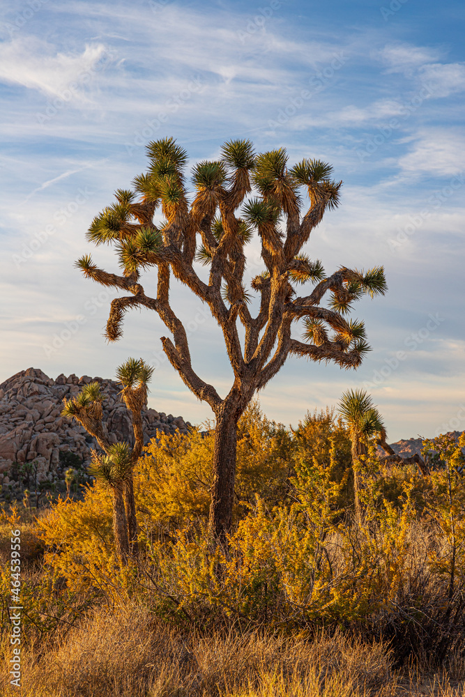 joshua tree in the desert