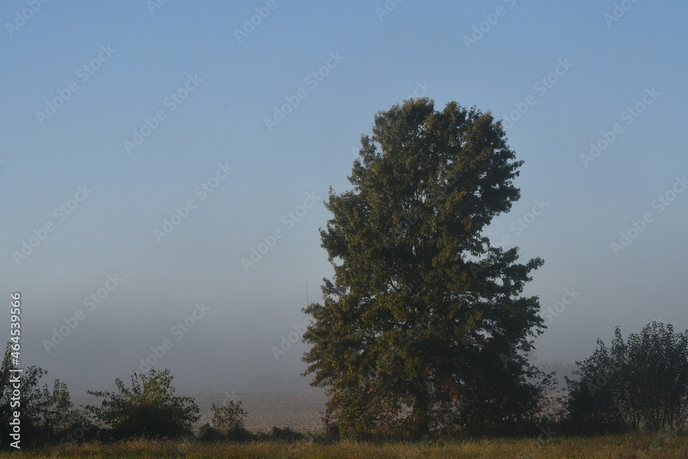 Obraz premium Tree in Fog