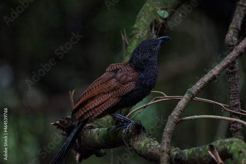 lesser and greater coucal photo