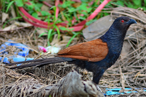 lesser and greater coucal photo