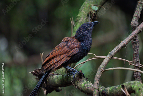 lesser and greater coucal
