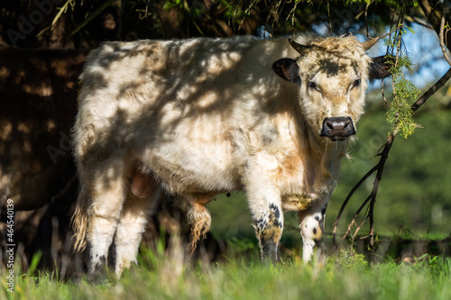 Angus and murray greey cows running through water in a paddock and field, in Australia photo