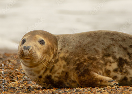 Grey Seal resting on beach