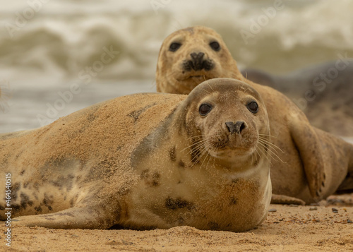 Grey Seal resting on beach © Rob Steward