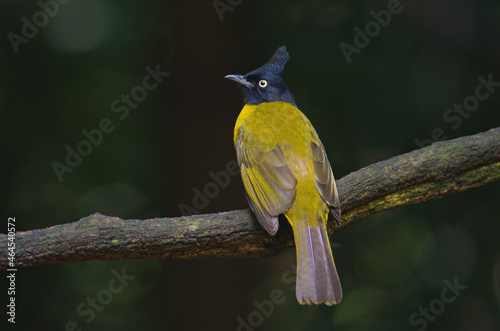 beautiful bulbul birds photo