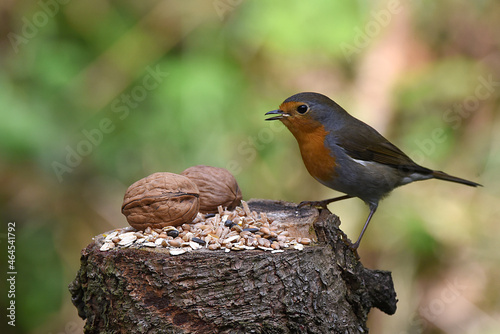 Rotkehlchen, bedrohte Tierart photo