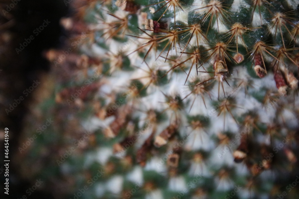 close up of cactus close up of cactus