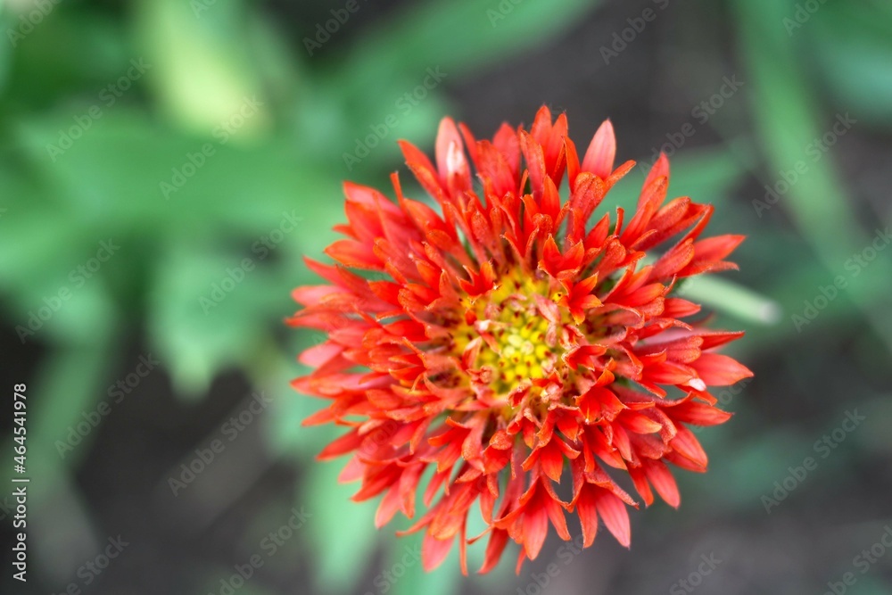 Ixora coccinea (also known as jungle geranium with blur background Ixora coccinea (also known as jungle geranium with blur background