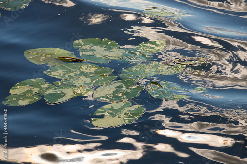 Fototapeta Naklejka Na Ścianę i Meble -  Water lily leaves and yellow water lily bond lily flowers. Photographed during a sunny day in lake. Clouds reflecting from the surface of the bond