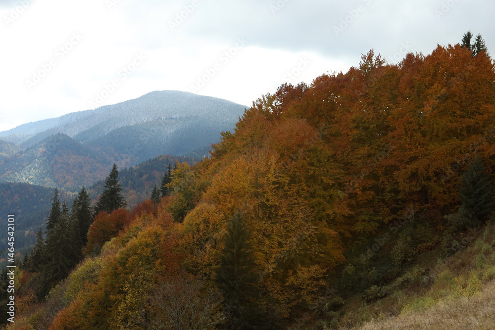Beautiful view of mountain forest in autumn