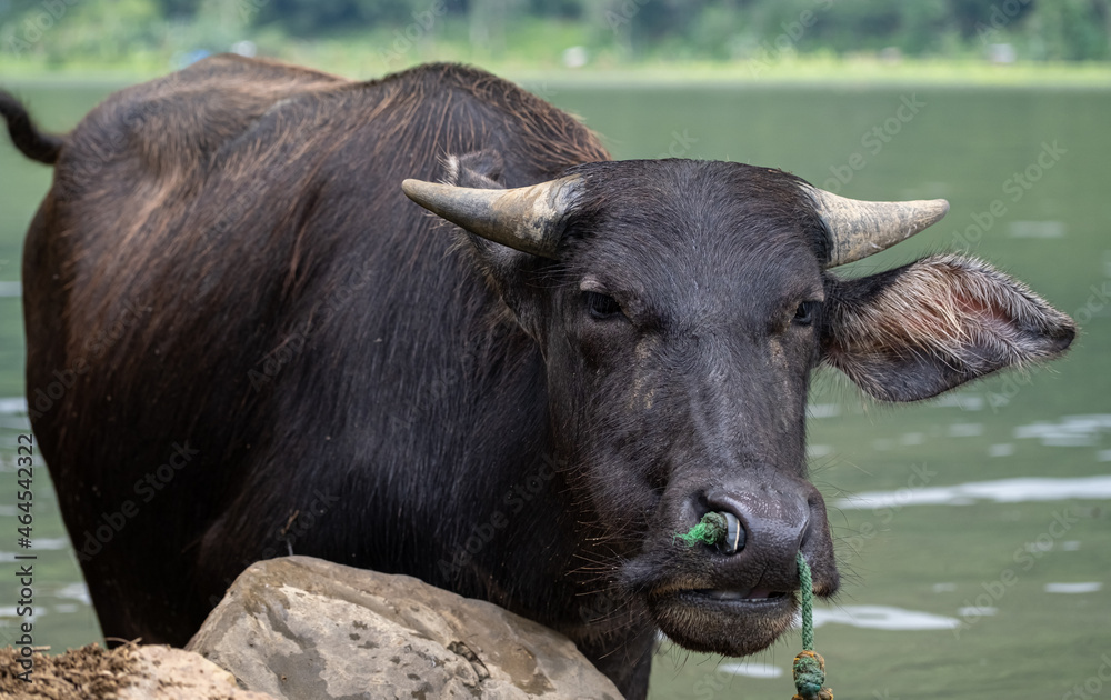 Naklejka premium Tamaraw or Mindoro Dwarf Buffalo chilling by the lake