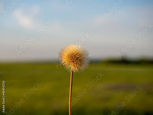 Close-up of a ripe dandelion flower against the background of the evening sky and field. Selective focus