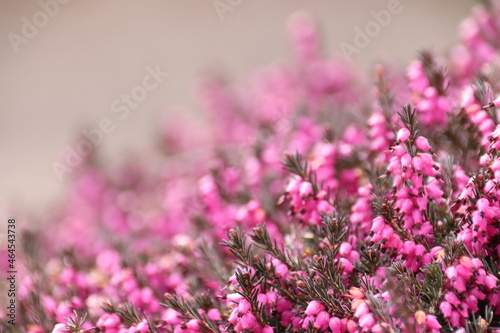 close up of heather flowers