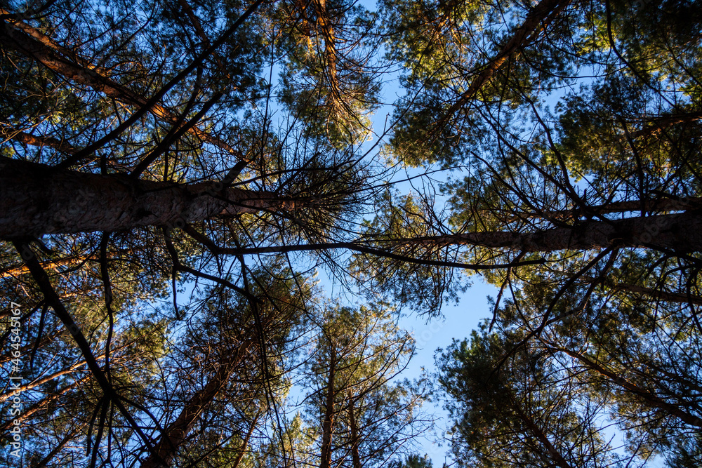 Fototapeta premium Looking Up