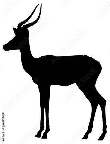 Black and white vector silhouette of an adult African impala antelope. Isolated on white background.