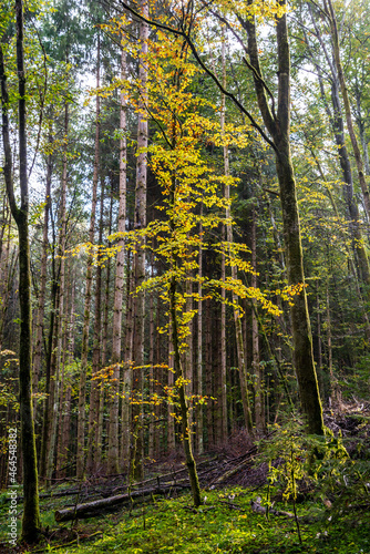 Fototapeta Naklejka Na Ścianę i Meble -  Trees in autumn colors