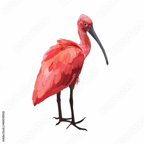 Hand drawn cartoon summer time graphic decoration illustrations art with exotic tropical rainforest Scarlet Ibis bird isolated on white background. photo