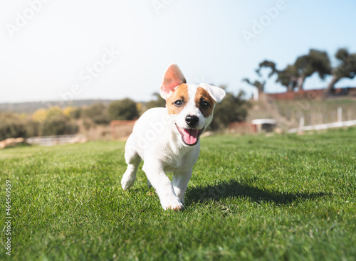 Happy little jack russell puppy dog is walking in the grass