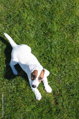 Happy jack russell puppy dog is sitting in the grass
