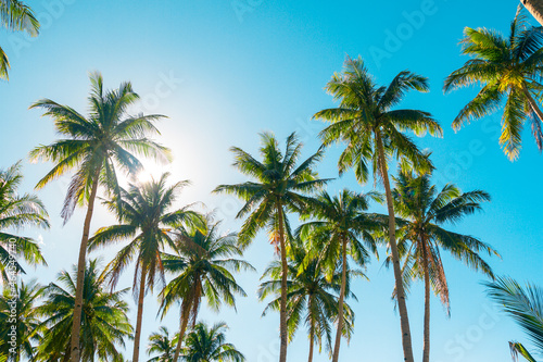 A forest of palm trees