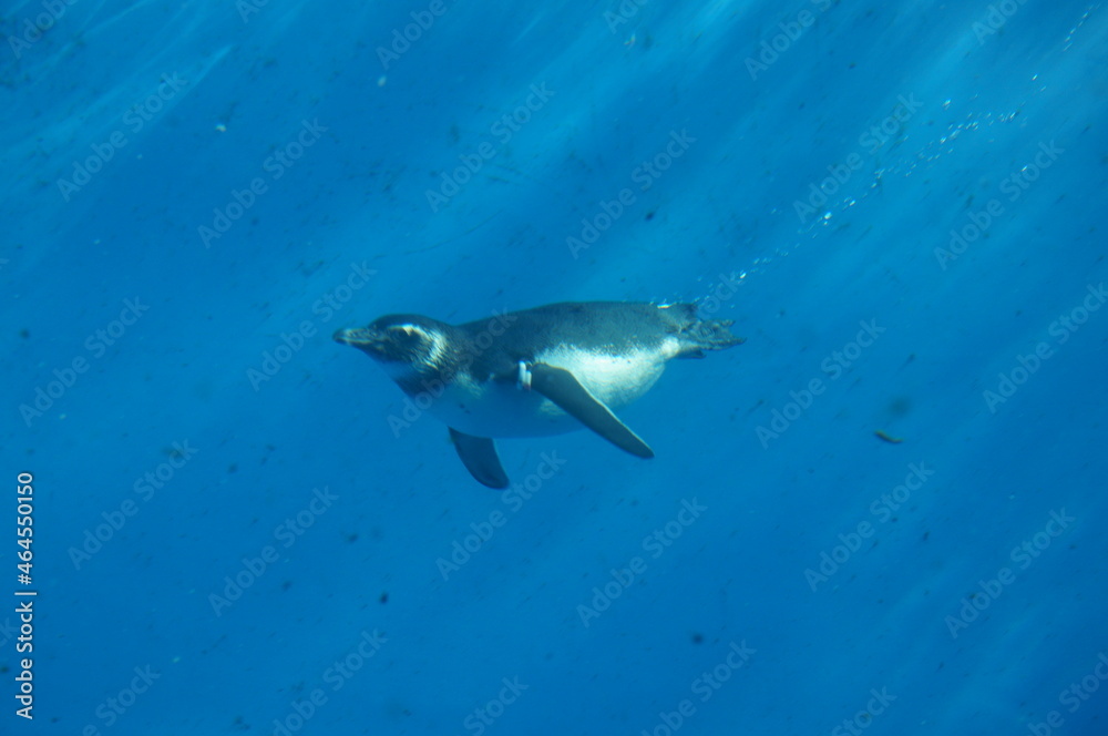 Fototapeta premium Penguins swimming like flying in the pool