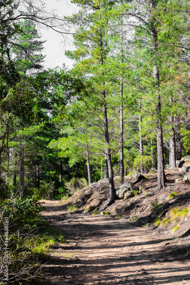 Fototapeta premium Dirt track through a Pine Forest Plantationin
