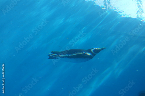 Penguins swimming like flying in the pool © travelers.high