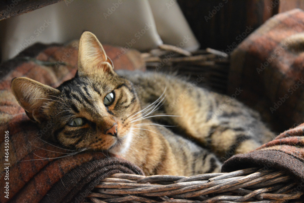 Katze liegt gemütlich im Korb. Katze liegt gemütlich im Korb.