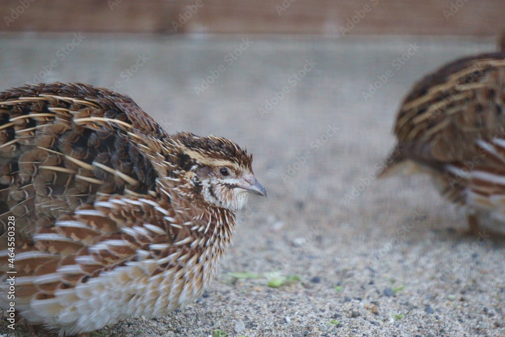 Fototapeta premium Breeding small and cute quails