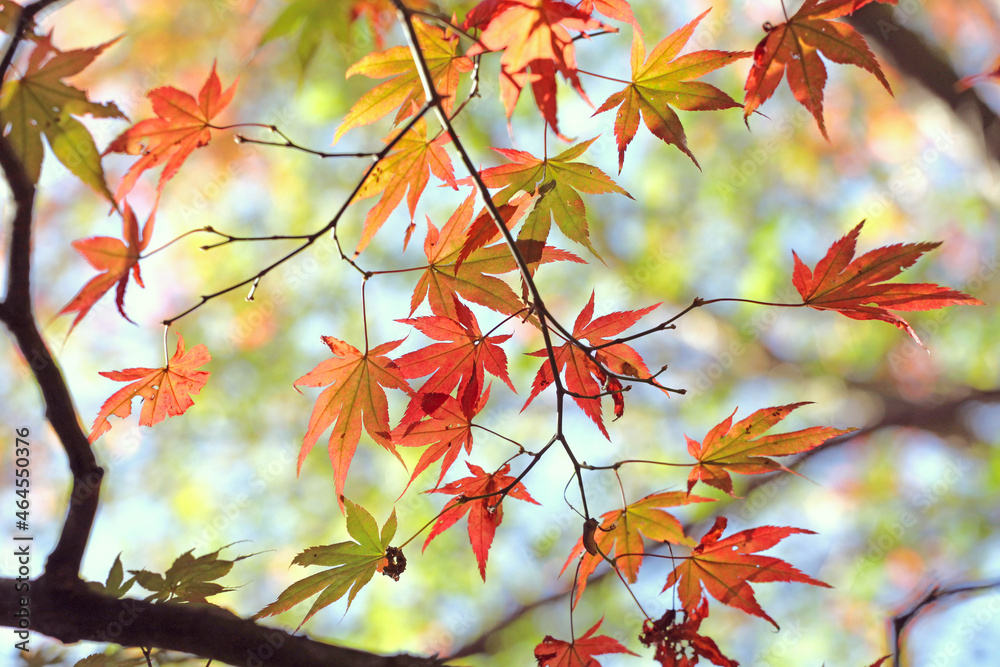 Colourful autumn leaves of the Japanese maple. Colourful autumn leaves of the Japanese maple.