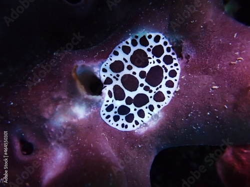 Black and white dotted sea slug (Peltodoris atromaculata) feeding on purple stony sponge (Petrosia ficiformis)