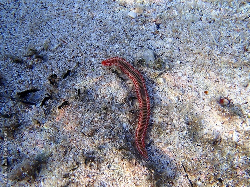 Bearded fireworm (Hermodice carunculata) on a sandy seabed