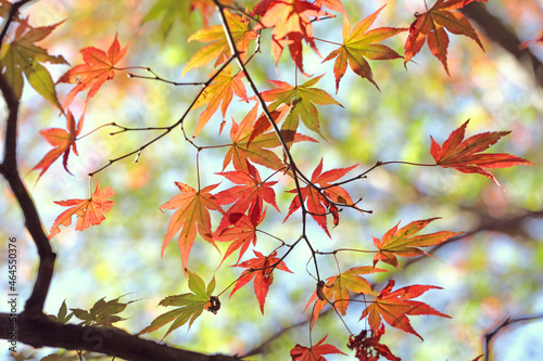 Colourful autumn leaves of the Japanese maple. © Alexandra