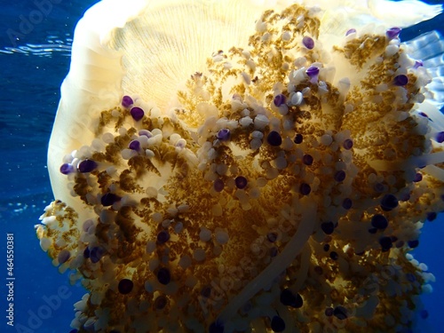 Mediterranean jellyfish (Cotylorhiza tuberculata) from bottom-up view