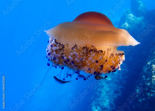 Mediterranean jellyfish (Cotylorhiza tuberculata) swimming with small fish in its tentacles