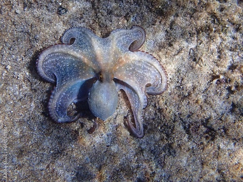 Violet common octopus (Octopus vulgaris) on sandy seabed