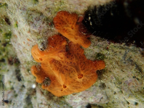 Orange sponge (Porifera) growing on rock