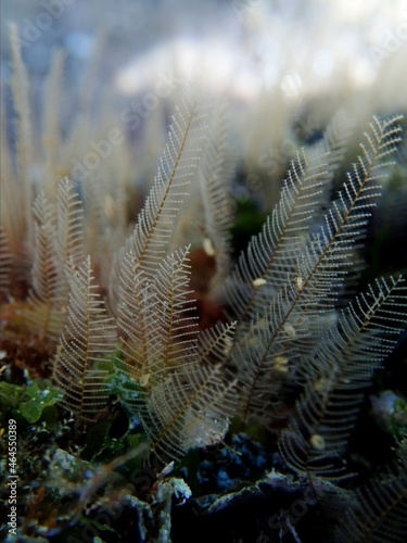 Feather-like sea organisms (polyp) growing on rock
