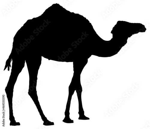 Side view black vector silhouette of walking dromedary camel isolated on white background.
