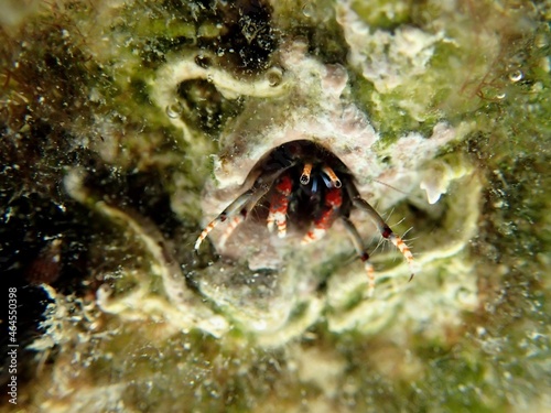 Tiny colourful crab peeking out a shell on a reef