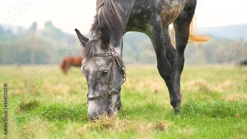 Beautiful gray horse grazing in summer field. Green pasture with feeding farm stallion.
