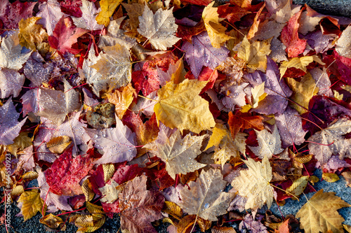 Beautiful leaves