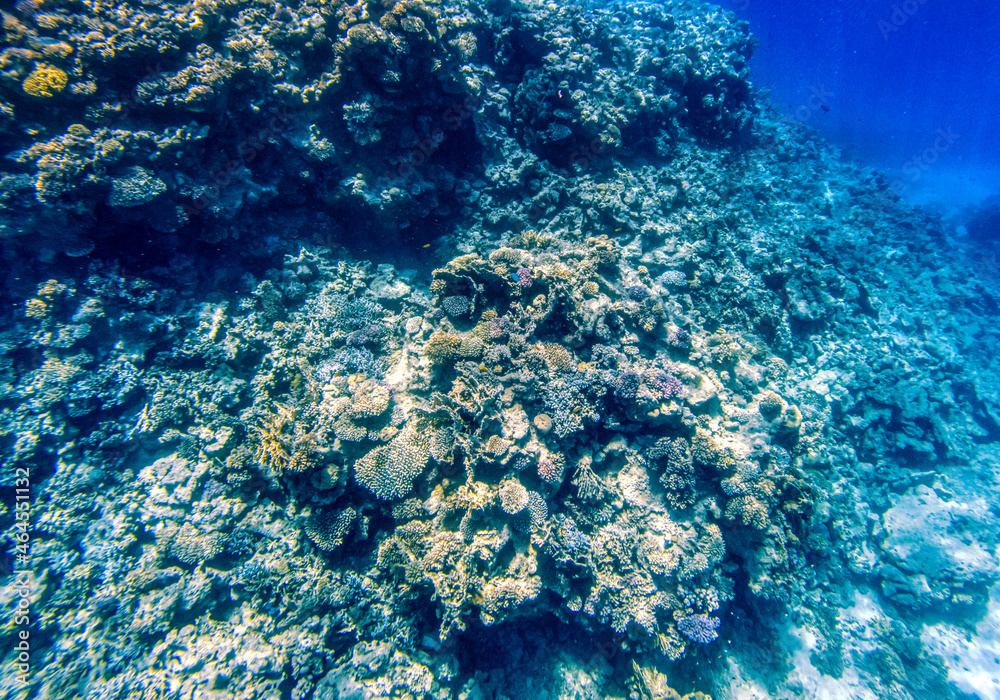 Fototapeta premium Coral reefs at Red Sea during sunny summer day.