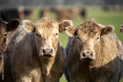 Angus and murray greey cows running through water in a paddock and field, in Australia photo